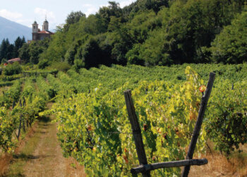 Vigneti nella campagna di Agliè