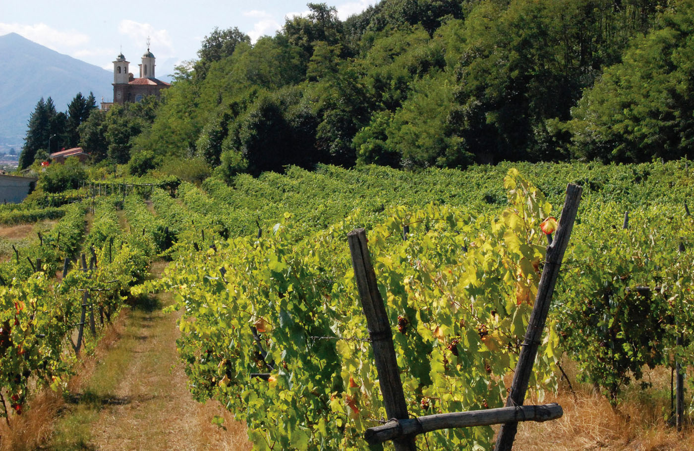 Vigneti nella campagna di Agliè